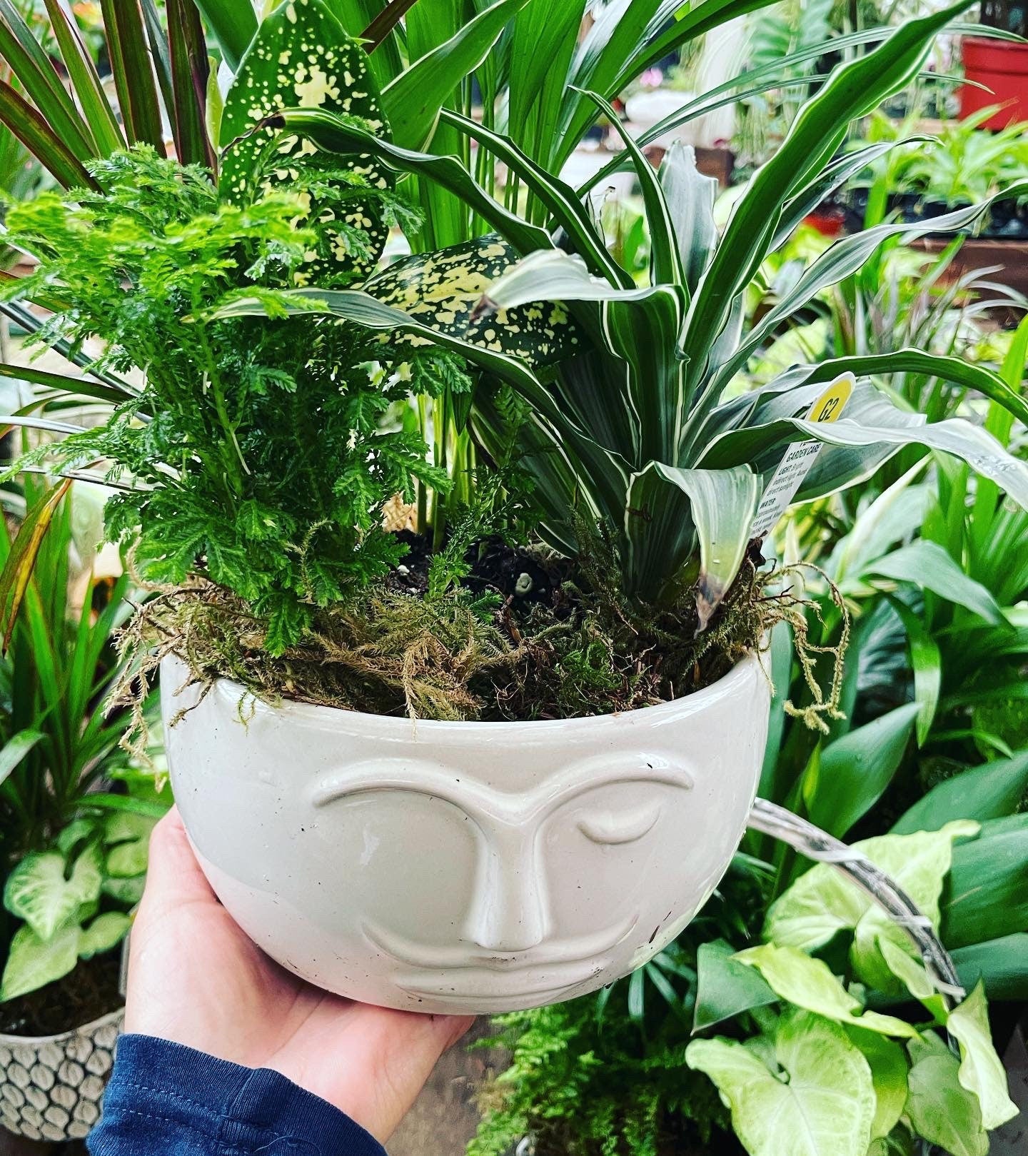 Live plant arrangement in 6 inch ceramic face pot- plants are selected based on availability and season . Will look similar not exact