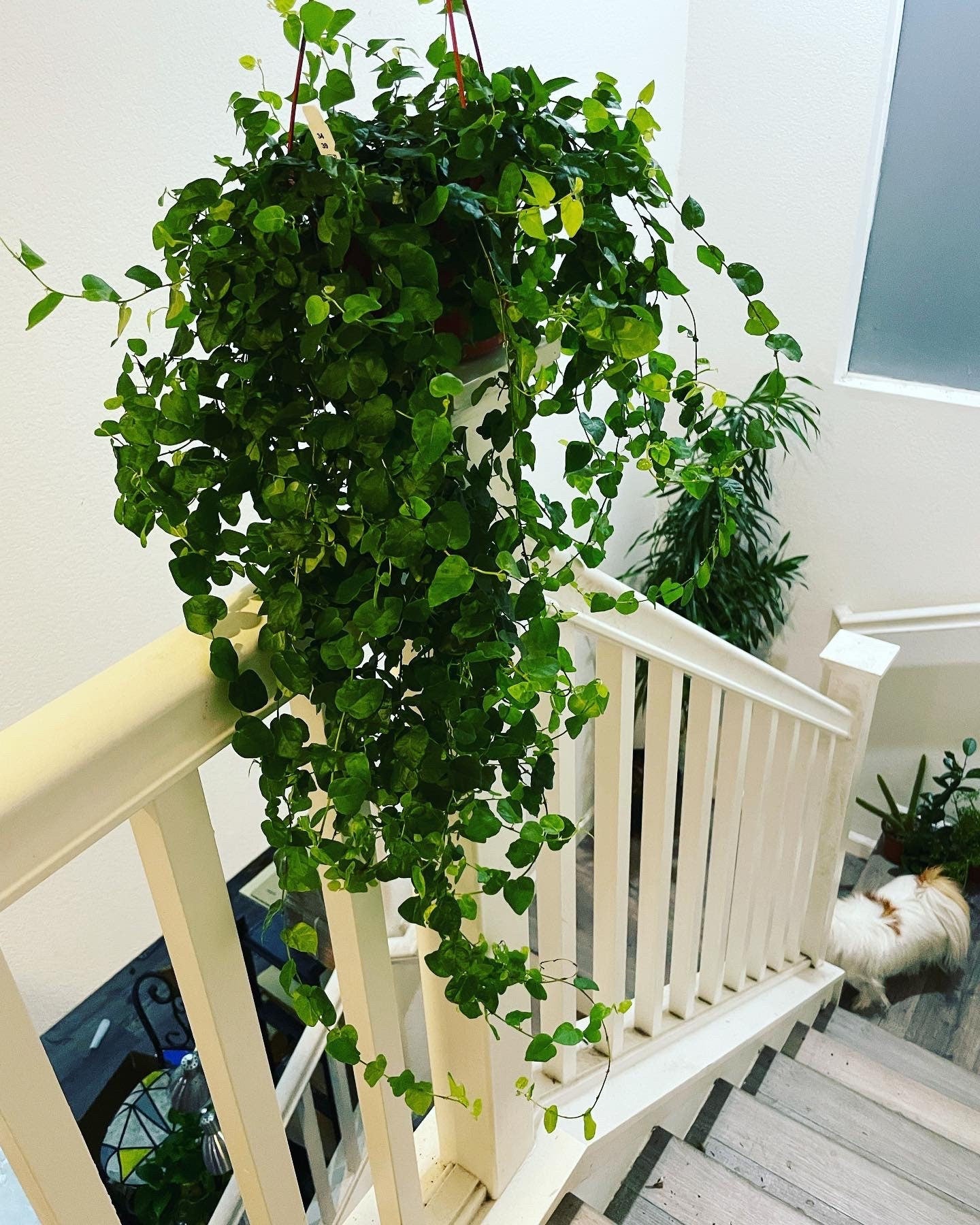 Large trailing 1ft to 2ft  trails- -6 inch potted green  ficus pumila - terrarium - bathroom -low light -creeping fig Ivy