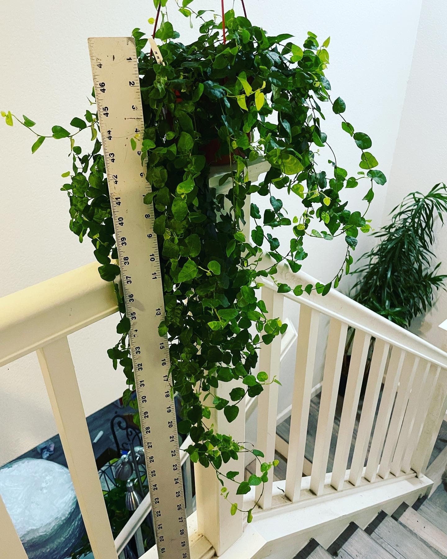 Large trailing 1ft to 2ft  trails- -6 inch potted green  ficus pumila - terrarium - bathroom -low light -creeping fig Ivy