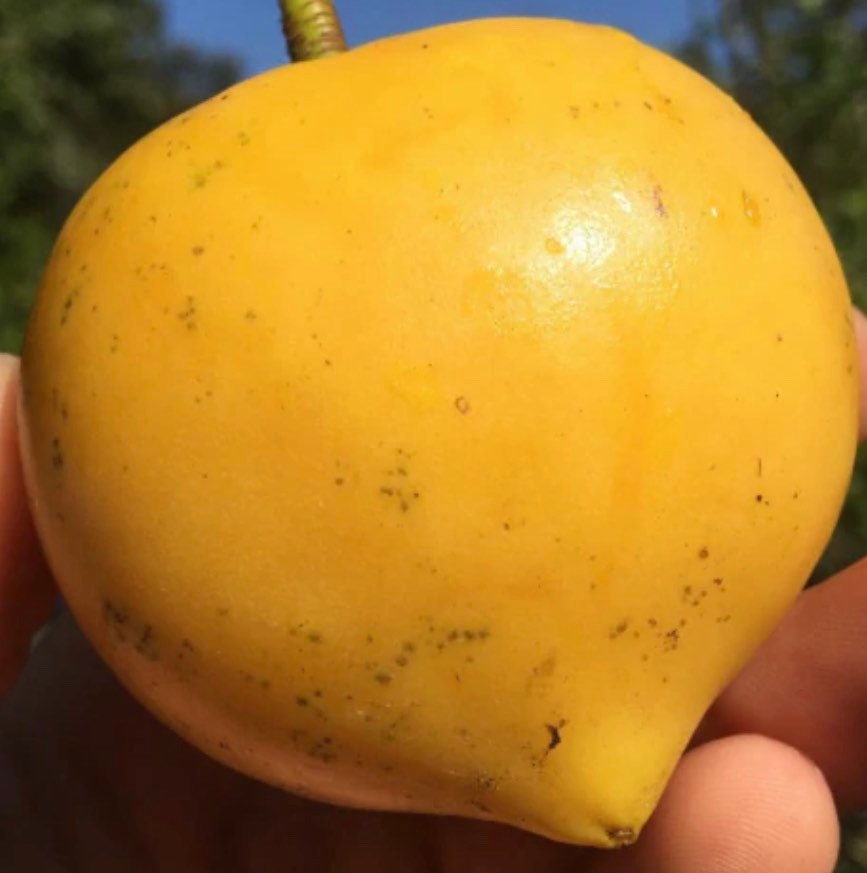 Gamboge- Lemon drop mangosteen-3ft to 4ft tall tree-similar to photo not exact Lemon Mangosteen