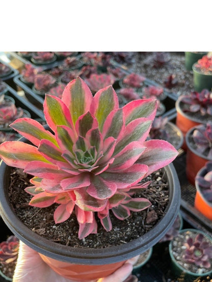rare succulents -Aeonium Pink witch cluster has pups -similar  to picture not exact plant-ships bare root-