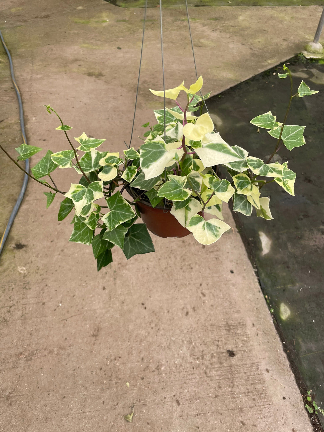 6 inch pot trailing Large Trailing Senecio macroglossus‘Variegatus,variegated wax ivy-high variegation