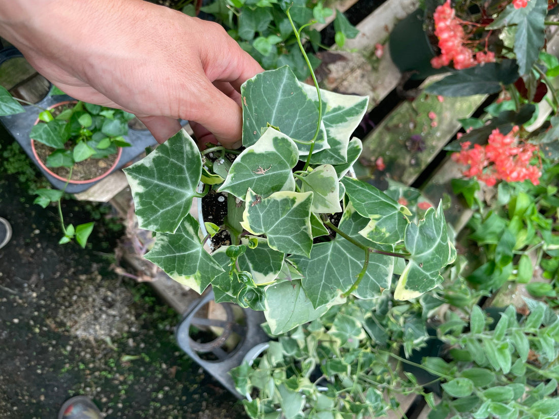 6 inch pot trailing Large Trailing Senecio macroglossus‘Variegatus,variegated wax ivy-high variegation