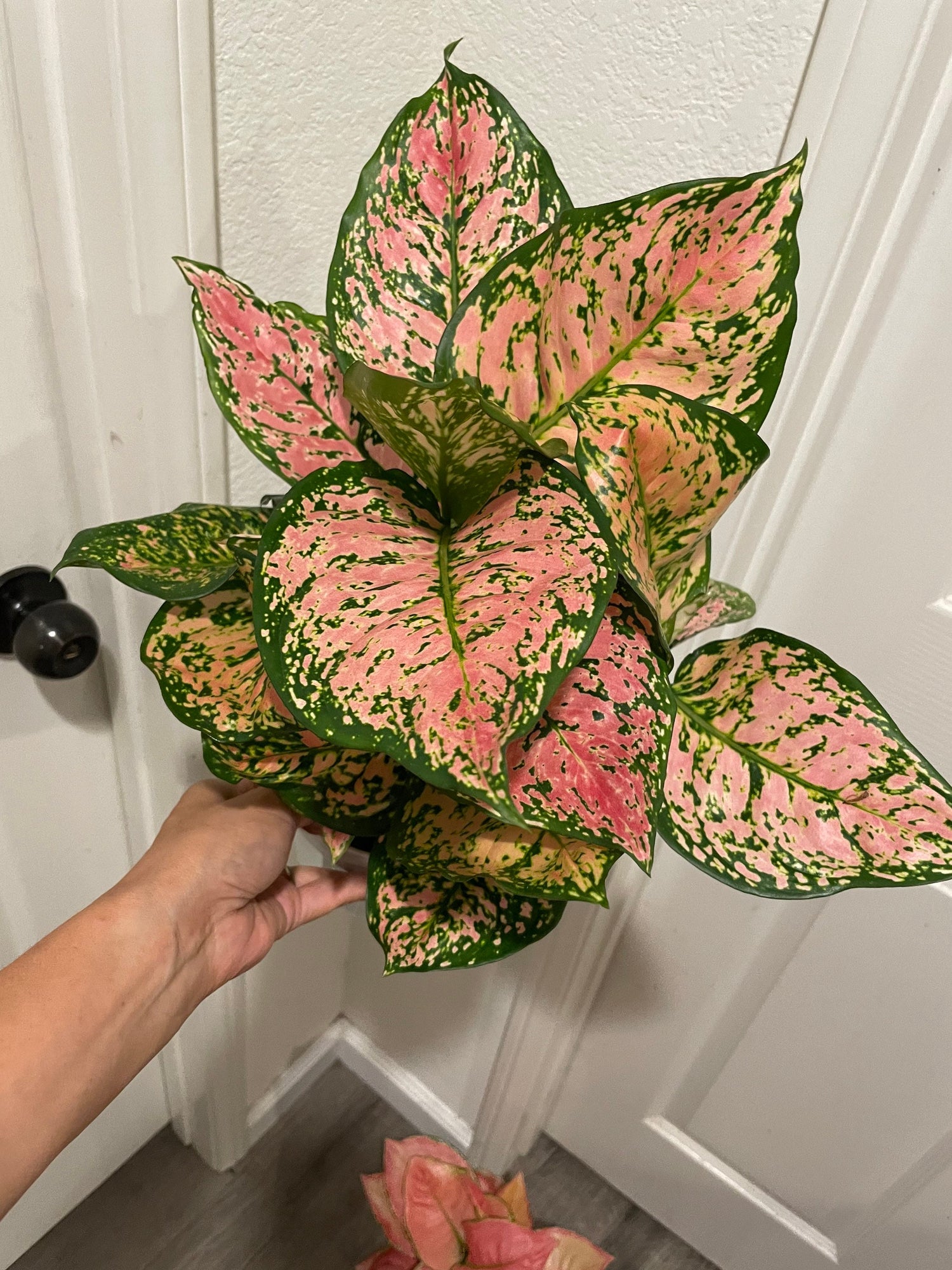 6&quot;  Aglaonema-lady valentine  (Chinese Evergreen) - live house plant - air purifying plant-Pink Color and Vareigation may vary from photo.