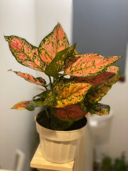 6&quot;  Aglaonema-lady valentine  (Chinese Evergreen) - live house plant - air purifying plant-Pink Color and Vareigation may vary from photo.