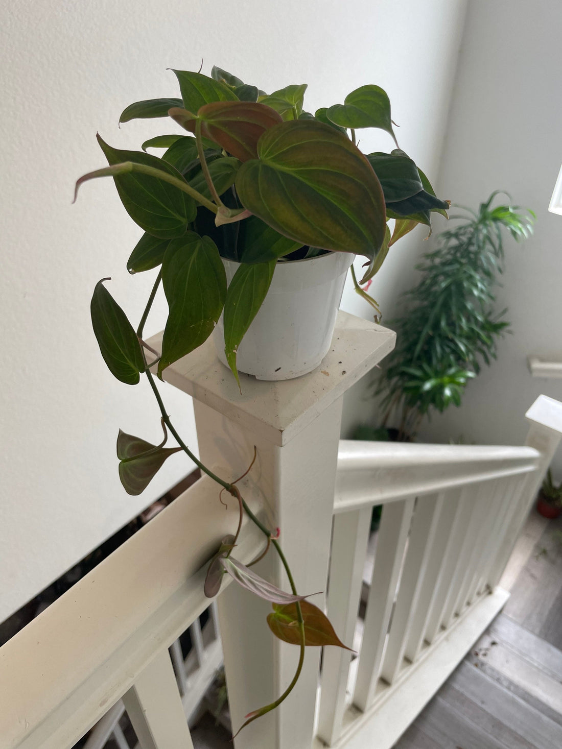 Trailing Large -4 inch Live Potted- Philodendron mican-velvet bronze black leaves .