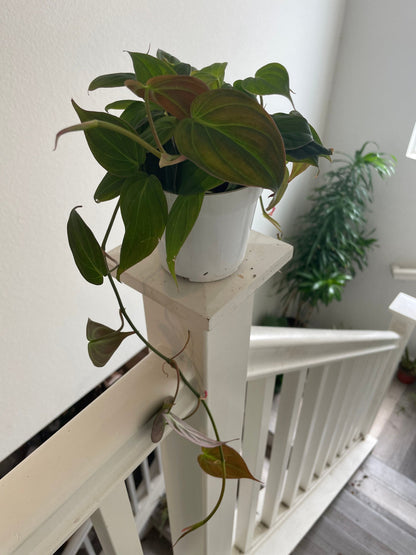 Trailing Large -4 inch Live Potted- Philodendron mican-velvet bronze black leaves .