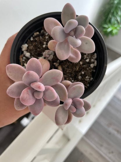 3 large Moonstones Pachyphytum Pink Succulent Pachyphytum Oviferum in 4 inch pot -similar to photo not exact -low water easy care