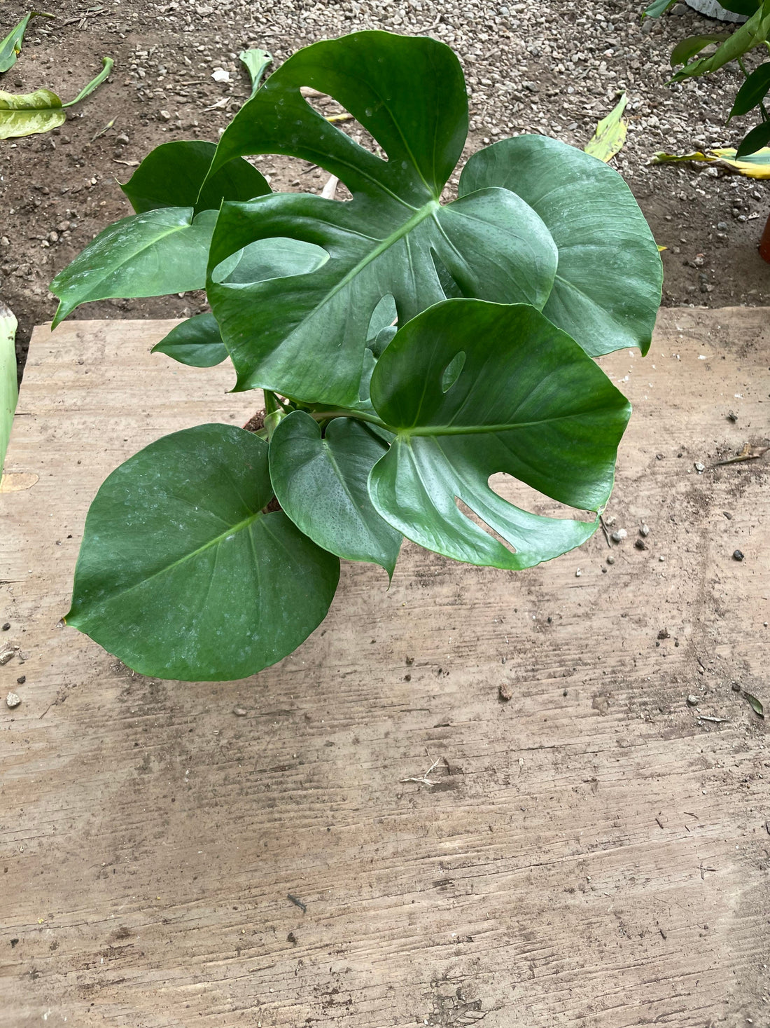 6 inch pot -Giant Monstera Deliciosa -can fruit when mature and is edible -modern plant- east care -air purifier-wood pole not included