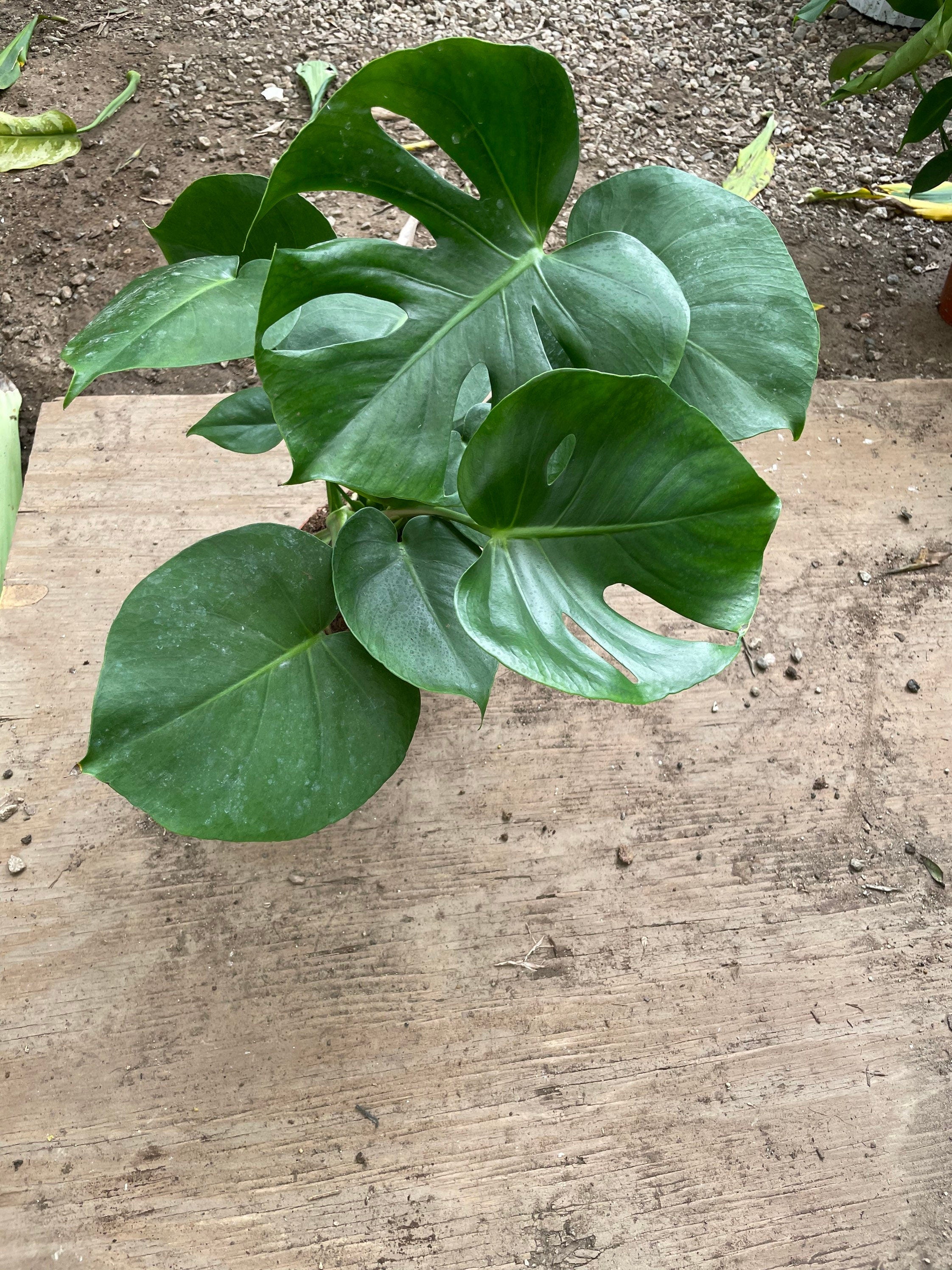 6 inch pot -Giant Monstera Deliciosa -can fruit when mature and is edible -modern plant- east care -air purifier-wood pole not included