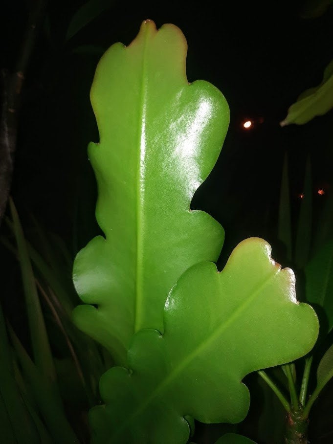 6 inch cutting -Epiphyllum hybrid white flower- from mature specimen plant-Easy to root -rare-Disocactus anguliger hybrid, fragrant