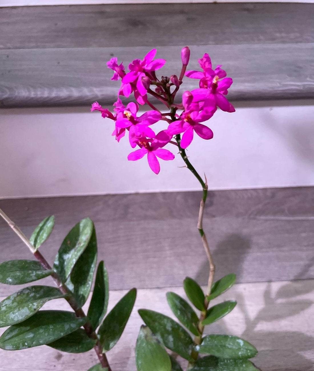 XL-1 ft tall blooming dark pink/magenta exact plant - reed orchid-Epidendrum Orchid
