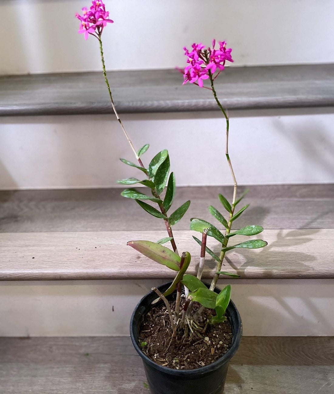XL-1 ft tall blooming dark pink/magenta exact plant - reed orchid-Epidendrum Orchid