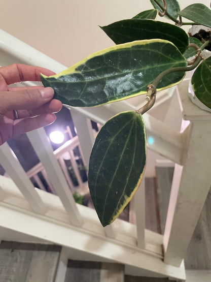 Large leaf Hoya in 6 inch pot -trailing - similar to photo not exact-Hoya Macrophylla Variegata- albomarginata-Hoya Latifolia Albomarginata