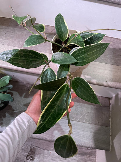 Large leaf Hoya in 6 inch pot -trailing - similar to photo not exact-Hoya Macrophylla Variegata- albomarginata-Hoya Latifolia Albomarginata