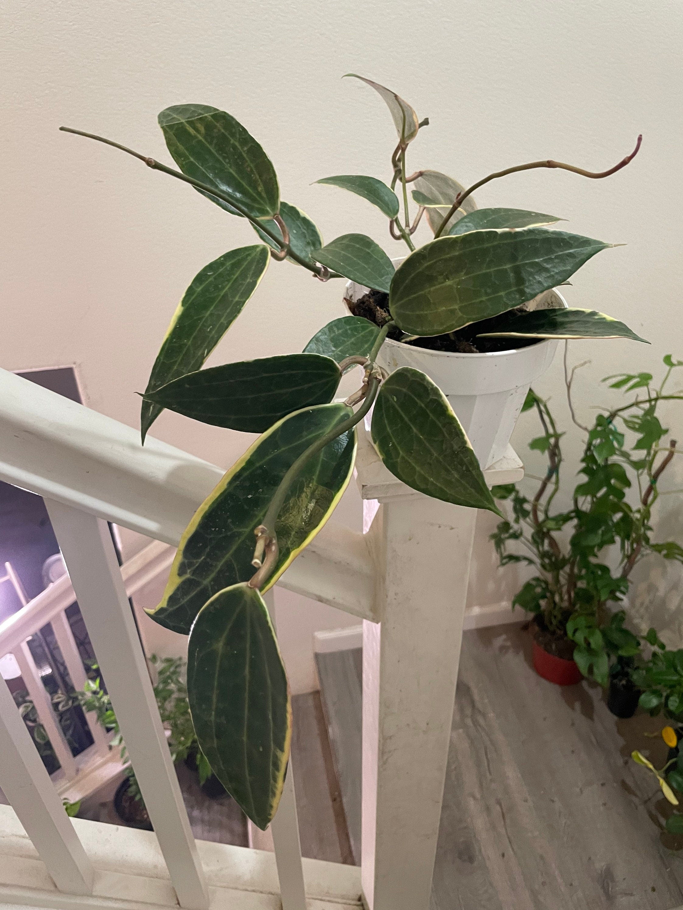 Large leaf Hoya in 6 inch pot -trailing - similar to photo not exact-Hoya Macrophylla Variegata- albomarginata-Hoya Latifolia Albomarginata