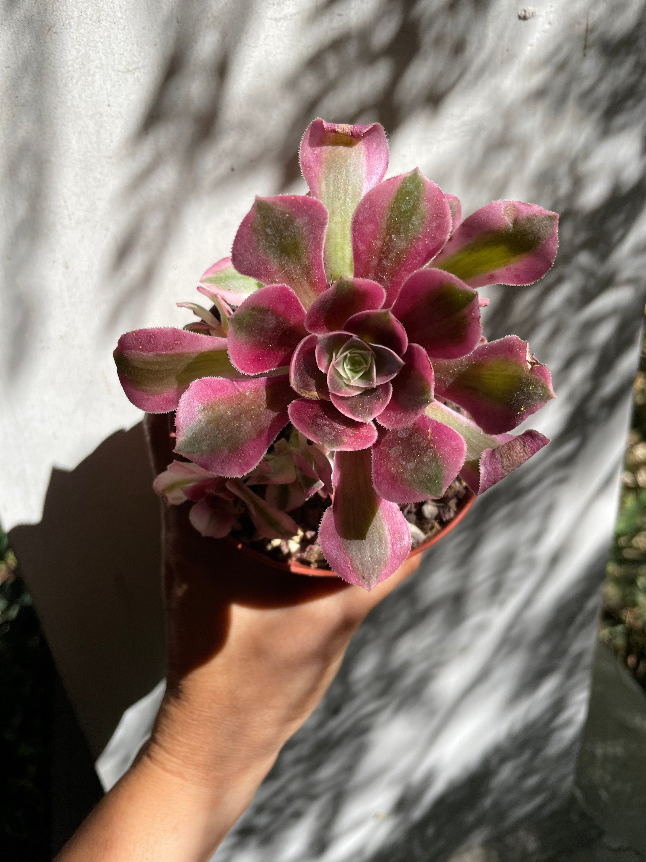 rare succulents -Aeonium Pink witch cluster has pups -similar  to picture not exact plant-ships bare root-