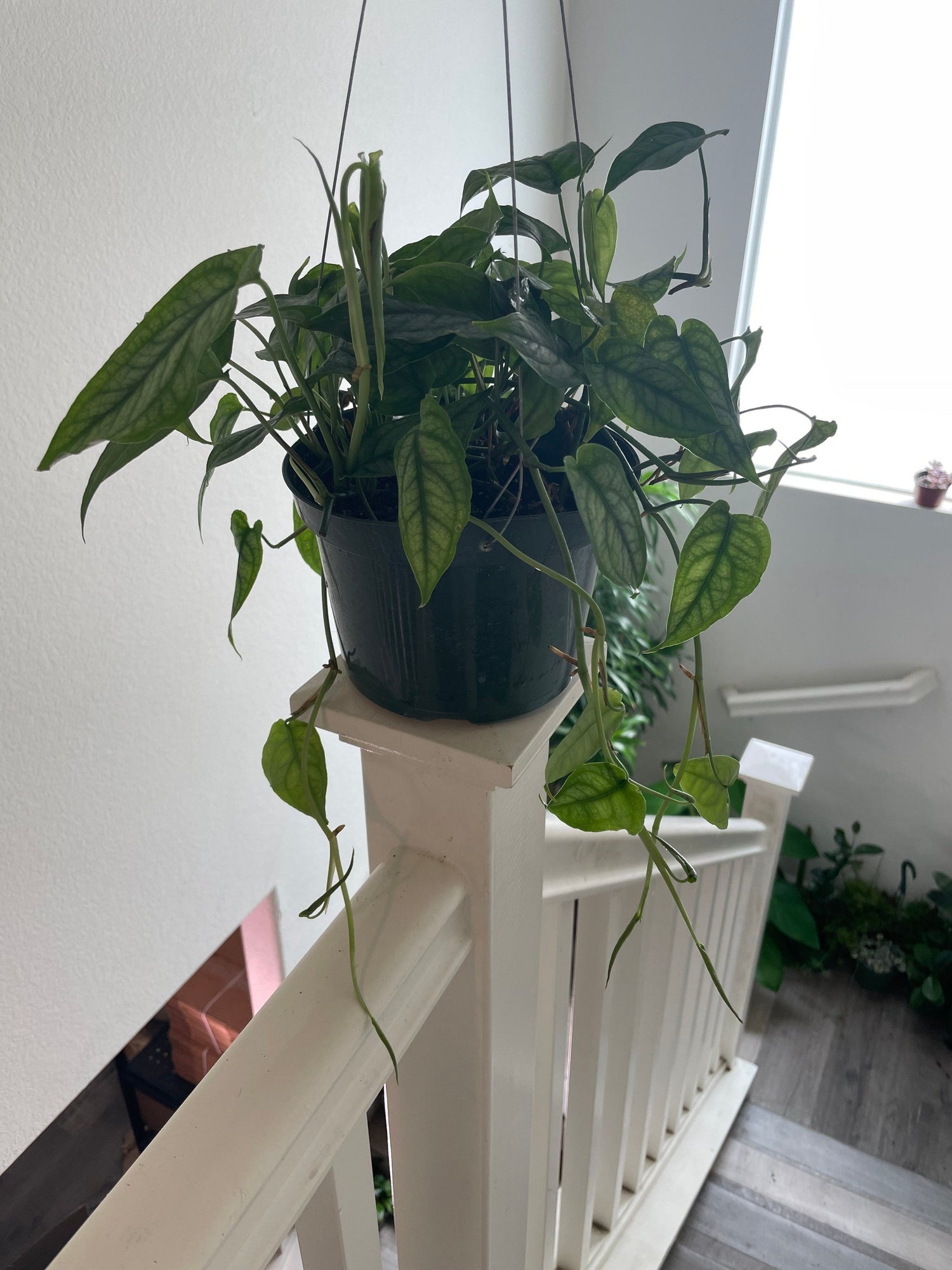 Large -6 inch pot Monstera siltepecana -rare hard to find this size