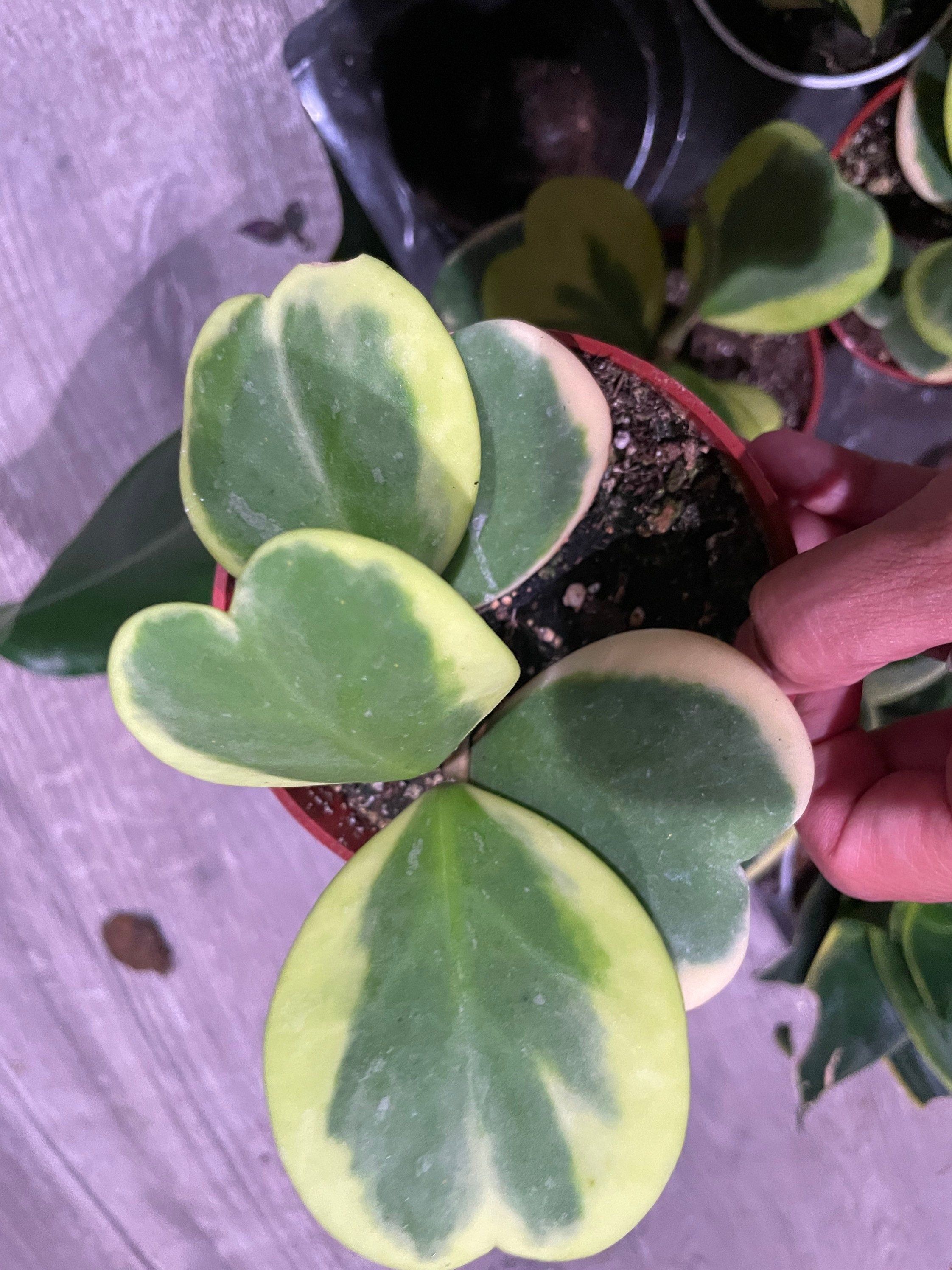 Large 4 inch potted- 4-5 leafs -hoya variegated Kerrii hearts-Similar to photo not exact -growers choice-Albomarginata