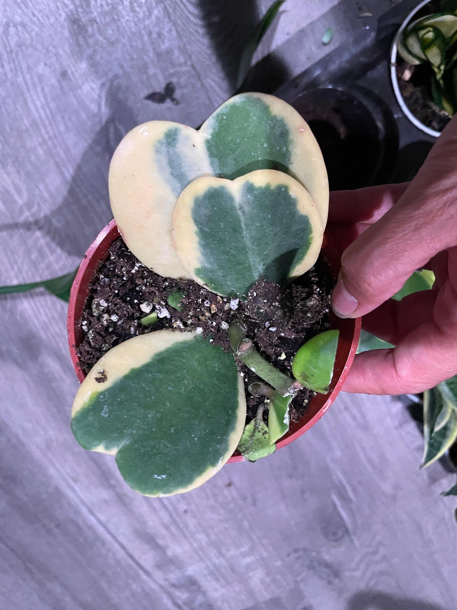 Large 4 inch potted- 4-5 leafs -hoya variegated Kerrii hearts-Similar to photo not exact -growers choice-Albomarginata