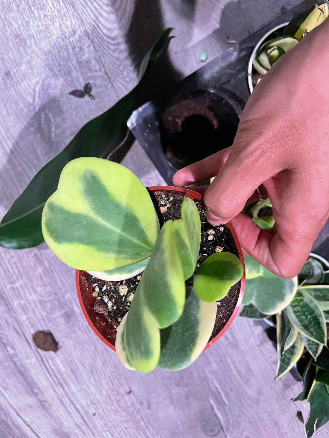 Large 4 inch potted- 4-5 leafs -hoya variegated Kerrii hearts-Similar to photo not exact -growers choice-Albomarginata