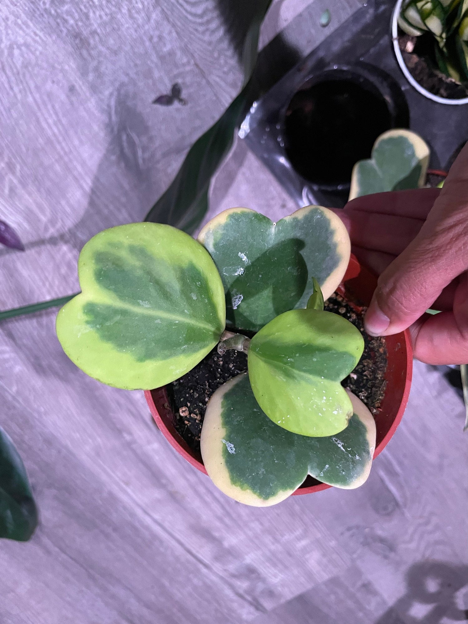 Large 4 inch potted- 4-5 leafs -hoya variegated Kerrii hearts-Similar to photo not exact -growers choice-Albomarginata