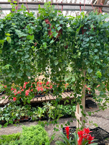 Large trailing 1ft to 2ft  trails- -6 inch potted green  ficus pumila - terrarium - bathroom -low light -creeping fig Ivy