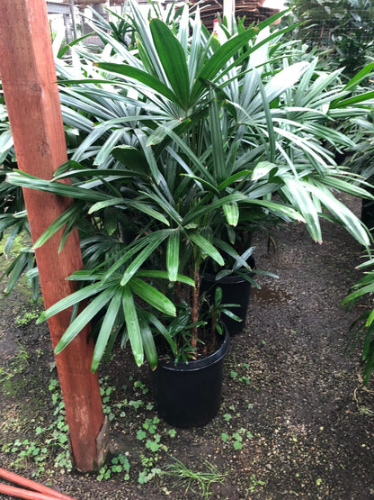 3-4 feet Tall -Rhapis Palm  -indoor or outdoor -low maintenance easy care-similar to photo not exact plant