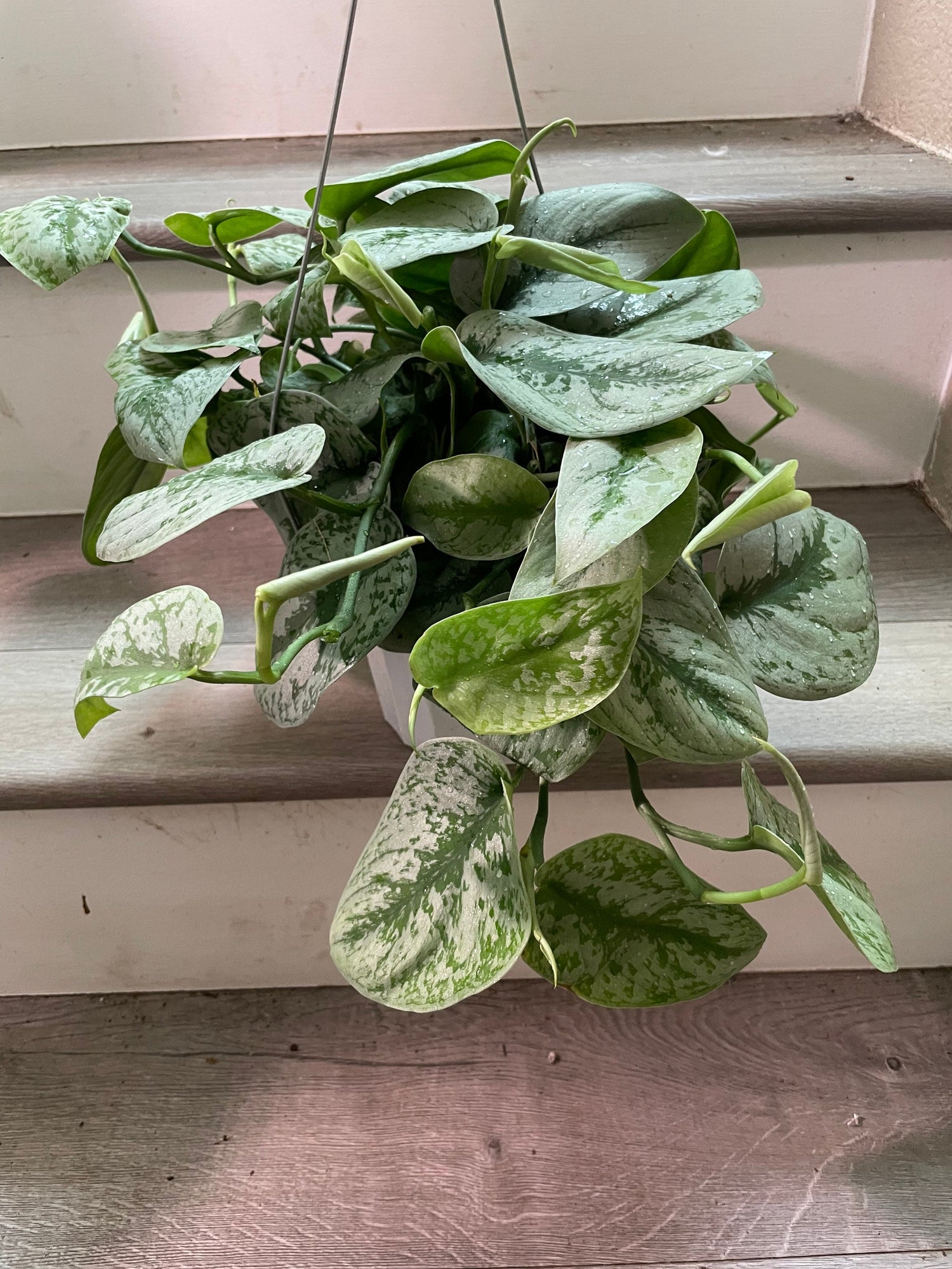 Large -6 inch potted live  santin silver pothos exoctica-similar to picture not exact-trailing about 5 inches