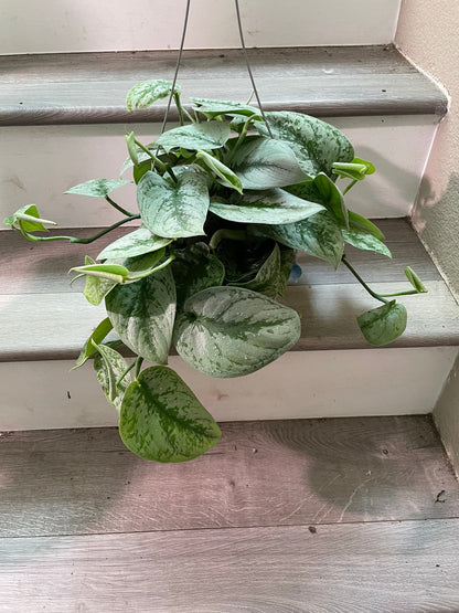 Large -6 inch potted live  santin silver pothos exoctica-similar to picture not exact-trailing about 5 inches