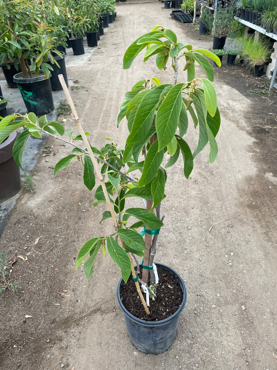 Atemoya in 3 gallon potted exotic fruiting size -3ft tall - already has blooms. Similar to photo