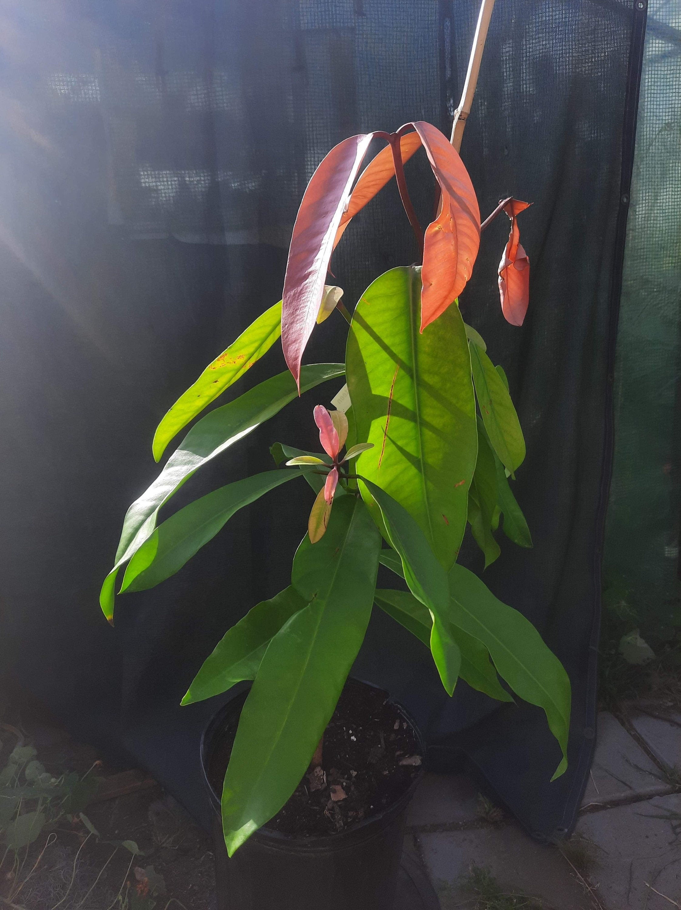 Gamboge- Lemon drop mangosteen-3ft to 4ft tall tree-similar to photo not exact Lemon Mangosteen