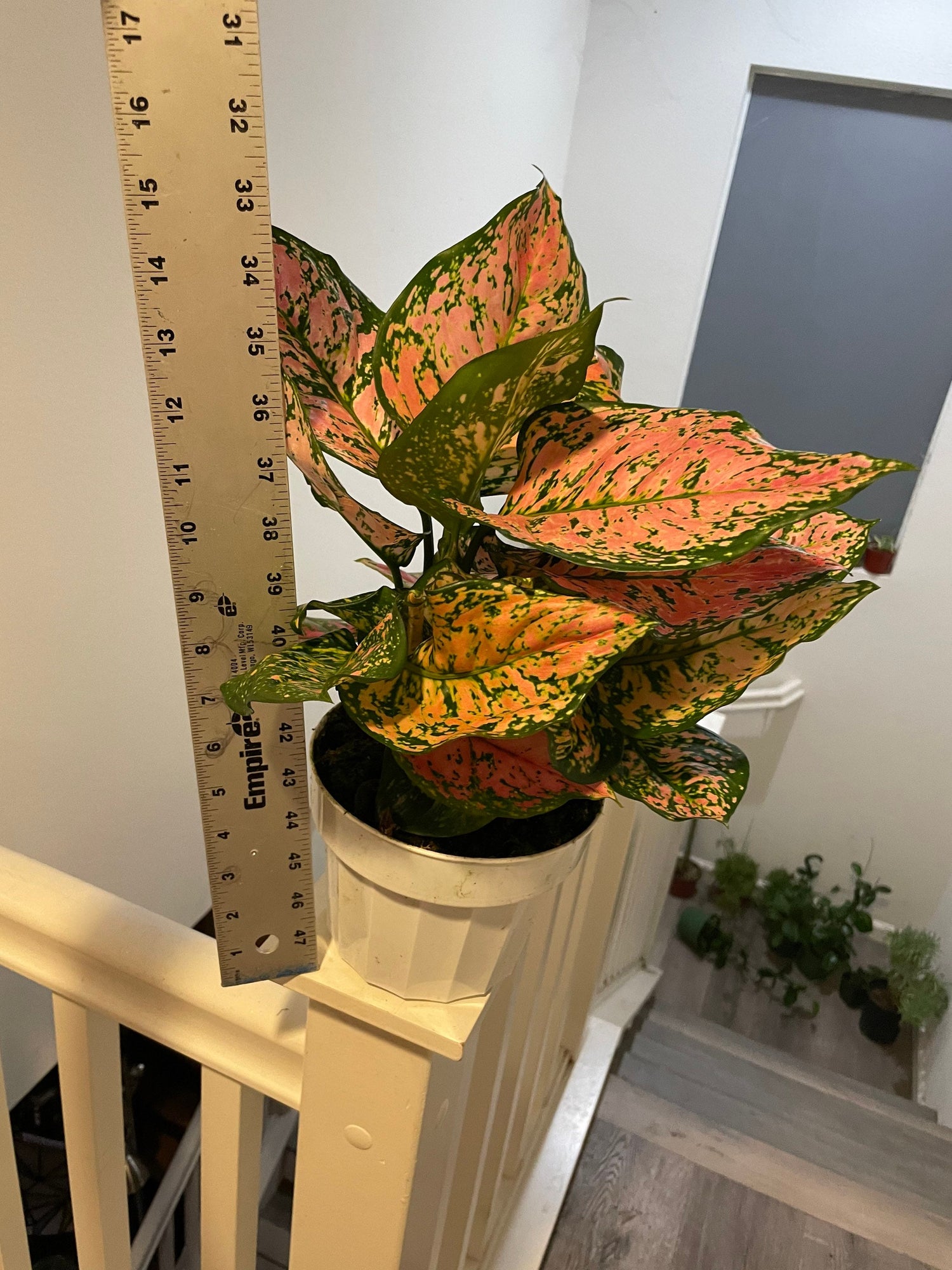 6&quot;  Aglaonema-lady valentine  (Chinese Evergreen) - live house plant - air purifying plant-Pink Color and Vareigation may vary from photo.