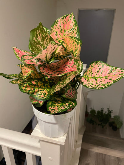 6&quot;  Aglaonema-lady valentine  (Chinese Evergreen) - live house plant - air purifying plant-Pink Color and Vareigation may vary from photo.