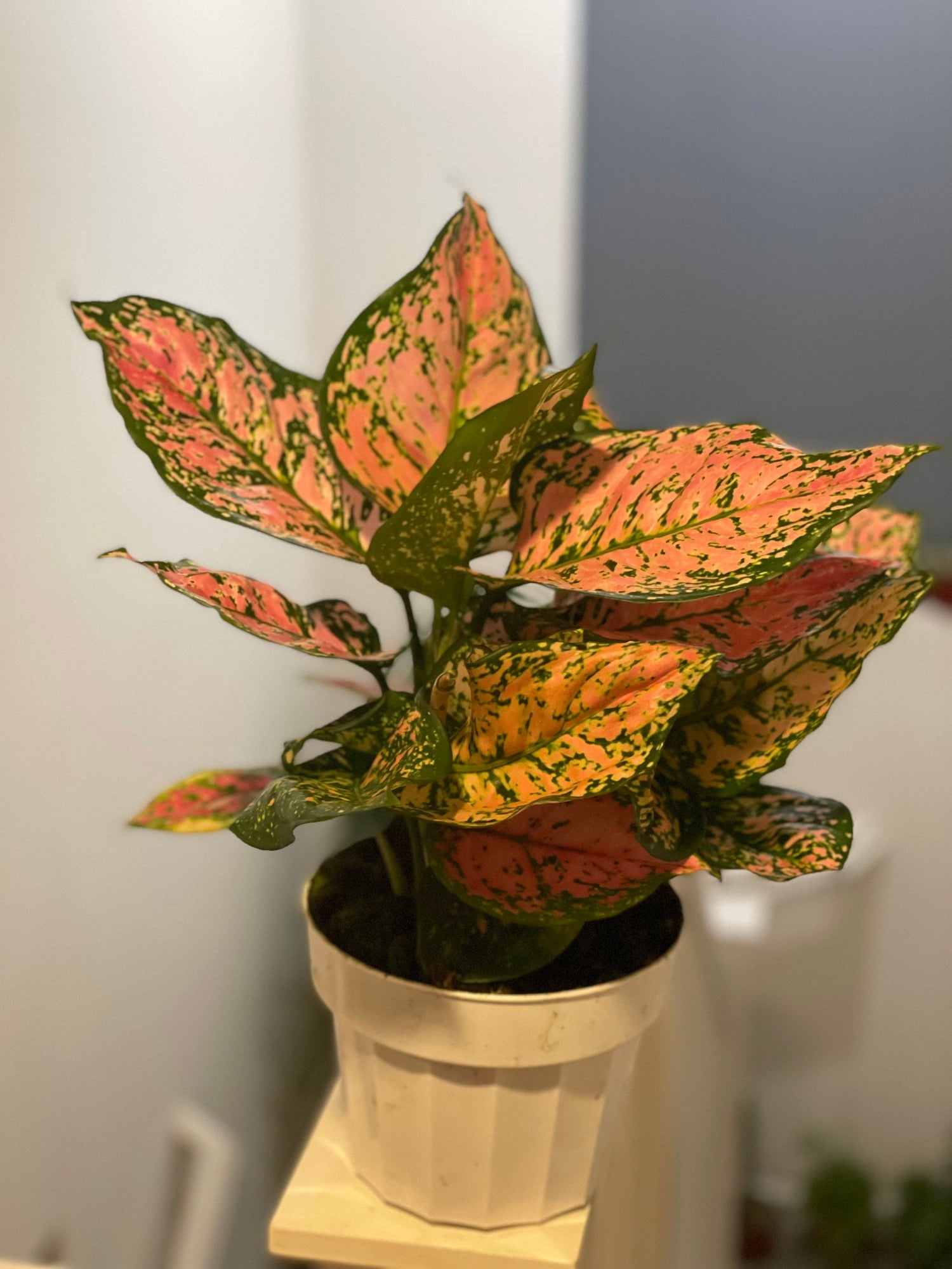 6&quot;  Aglaonema-lady valentine  (Chinese Evergreen) - live house plant - air purifying plant-Pink Color and Vareigation may vary from photo.