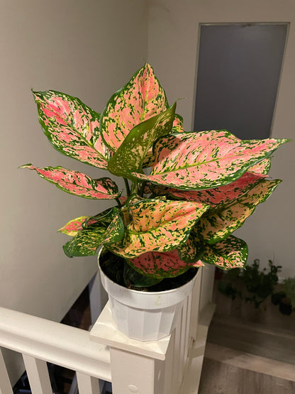 6&quot;  Aglaonema-lady valentine  (Chinese Evergreen) - live house plant - air purifying plant-Pink Color and Vareigation may vary from photo.