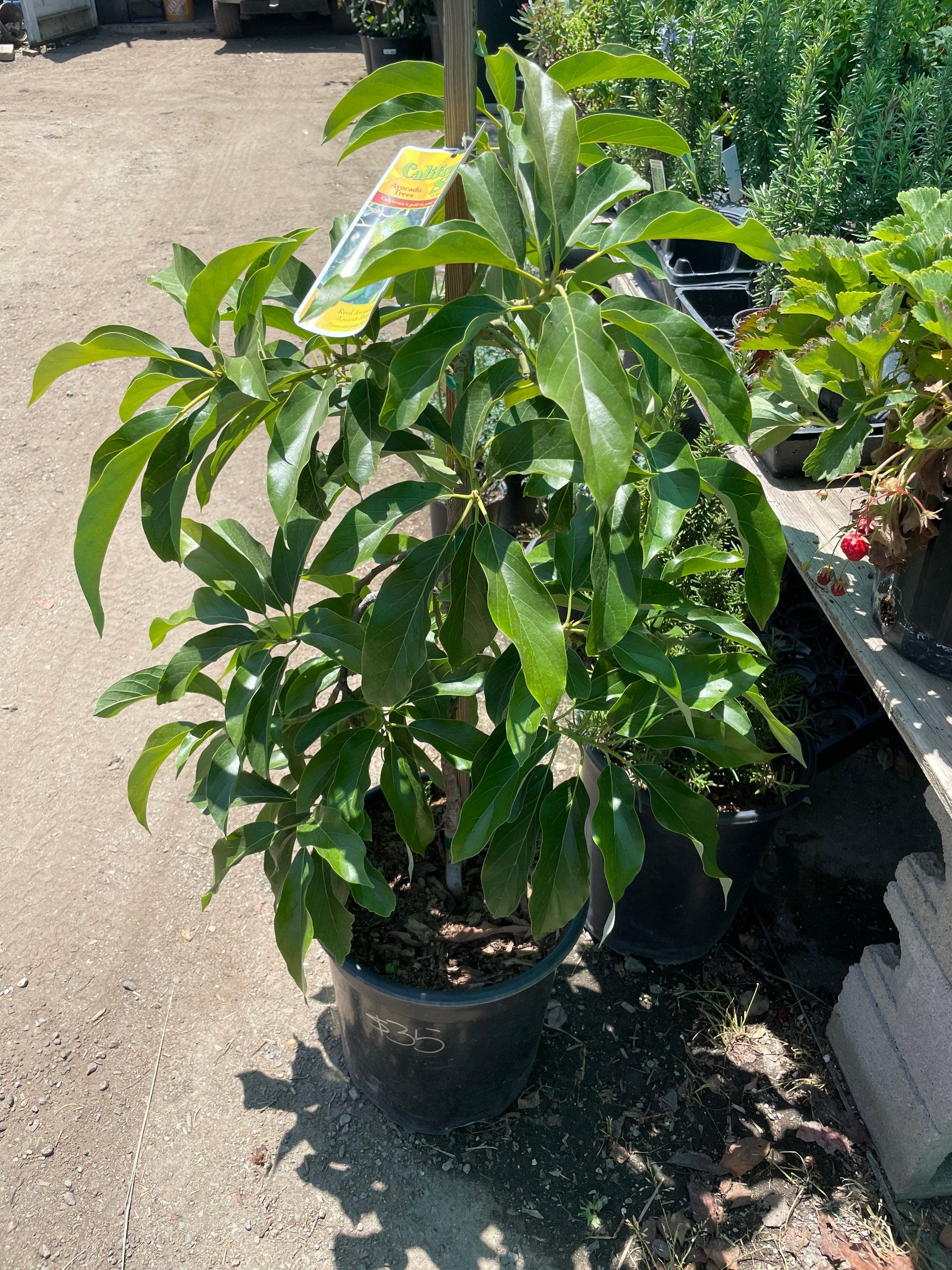 3 gallon Fuerte Avocado -3 tall. not exact plant this is our stock photo . Message to confirm exact tree.