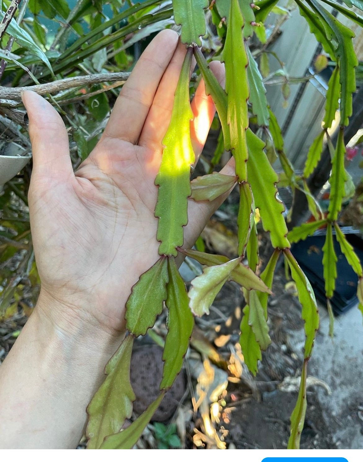 Rhipsalis crispata Cuttings - 2 cuttings -6 inches approximately like the size of my palm in 2nd photo. Has mini white flowers - easy care