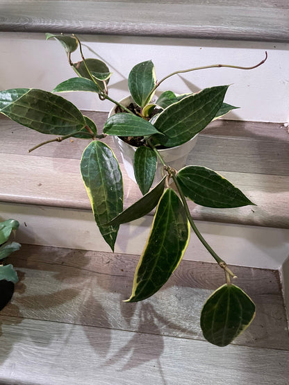 Large leaf Hoya in 6 inch pot -trailing - similar to photo not exact-Hoya Macrophylla Variegata- albomarginata-Hoya Latifolia Albomarginata