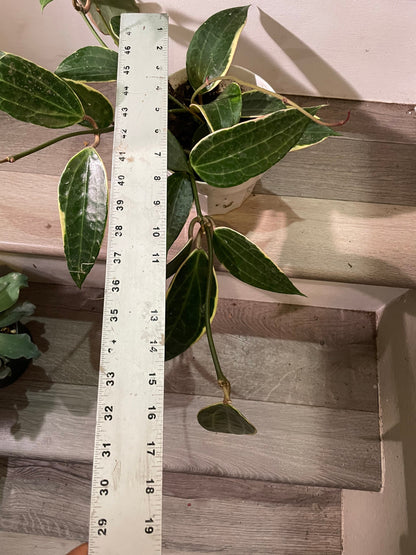 Large leaf Hoya in 6 inch pot -trailing - similar to photo not exact-Hoya Macrophylla Variegata- albomarginata-Hoya Latifolia Albomarginata