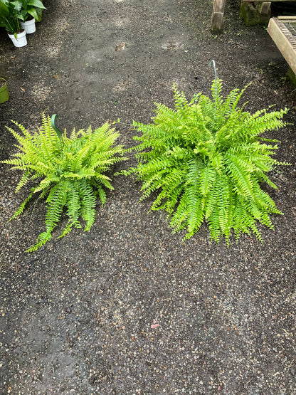 XXL -2 ft   wide in 8 pot -Boston fern Outdoor Air Purifier-low light - bathroom plant