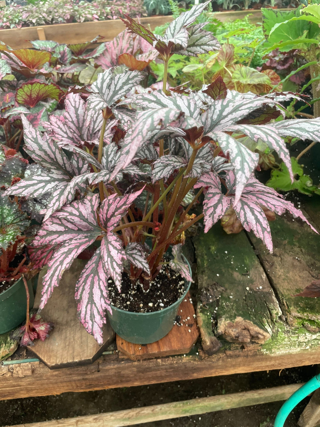 XLarge-1ft tall 6 inch potted live plant -Begonia ‘Benitochiba’-award winning -hard to find this size - mature leaves - Palm like