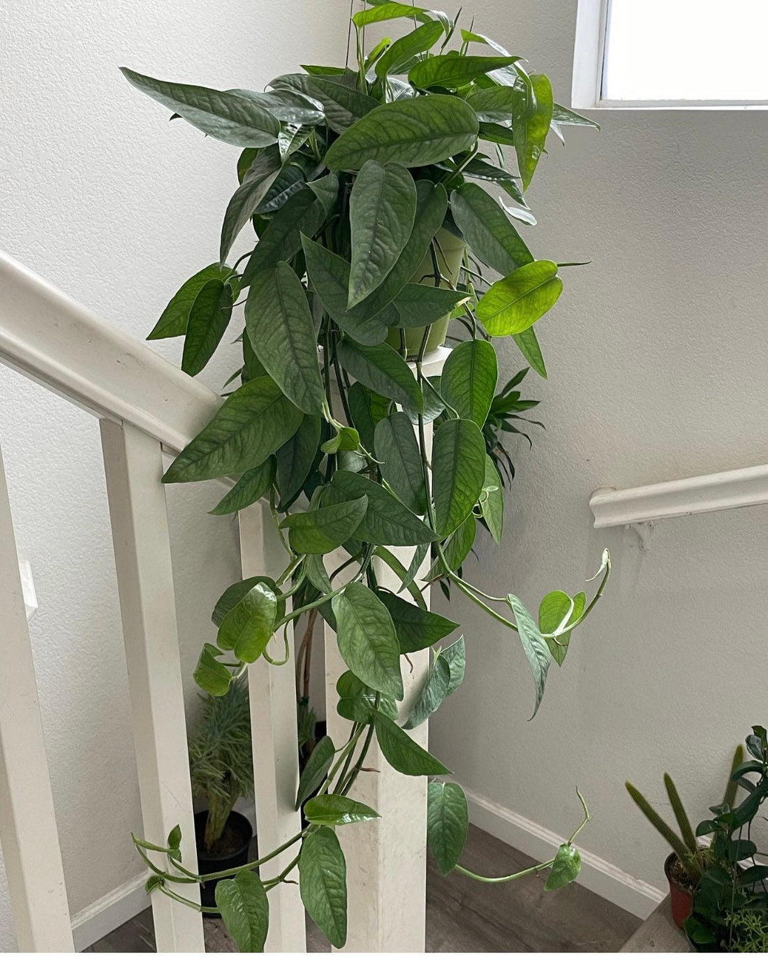 XL  1-2ft Trailing Cebu Blue pothos in  6 inch growers pot-not exact plant-similar to photos -hard to find this size 3 available as of 1/27
