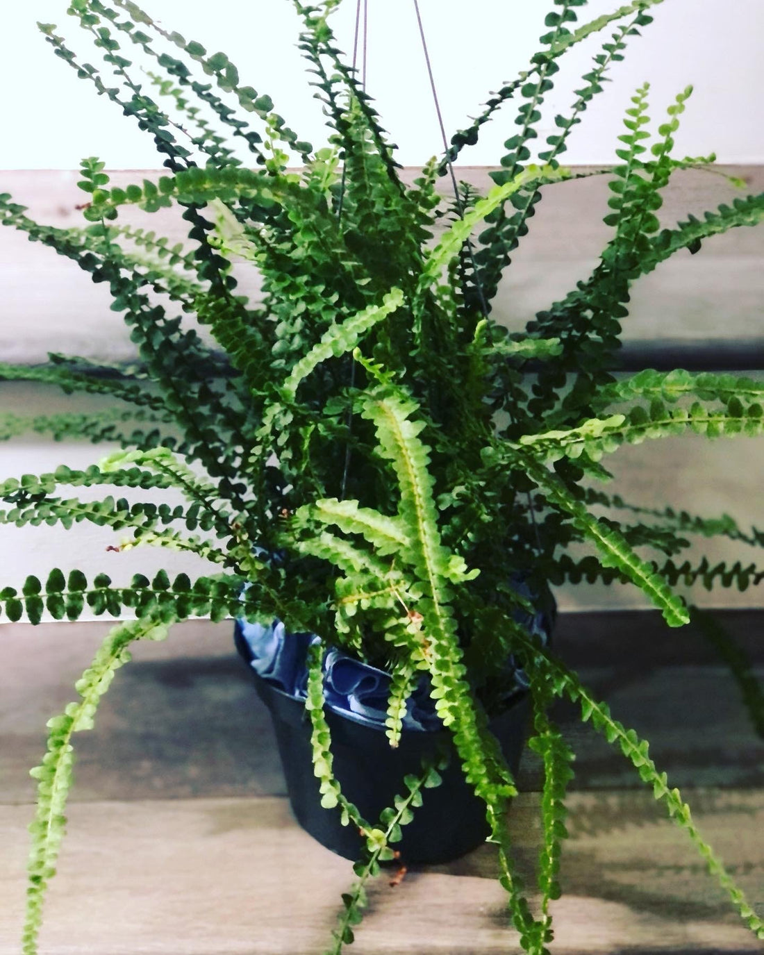 Large 1ft tall -6 inch pot button fern plant -easy care , low light , some humidity , air purifier, terrarium