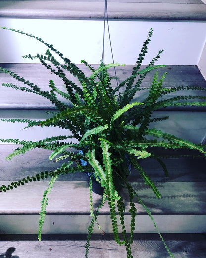 Large 1ft tall -6 inch pot button fern plant -easy care , low light , some humidity , air purifier, terrarium