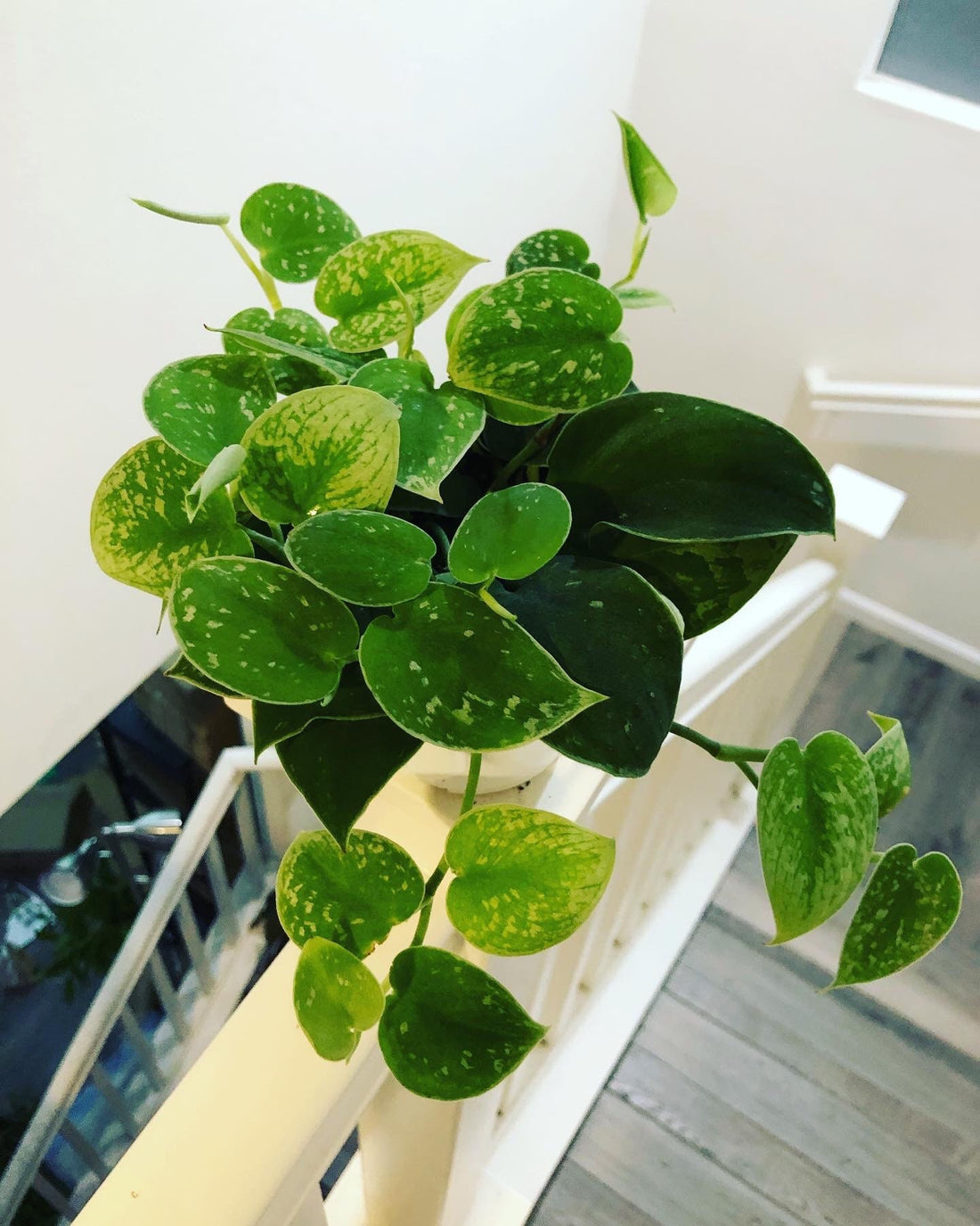Large 4 inch pot -Pothos silver Anne-Scindapsus pictus ‘Silvery Ann’