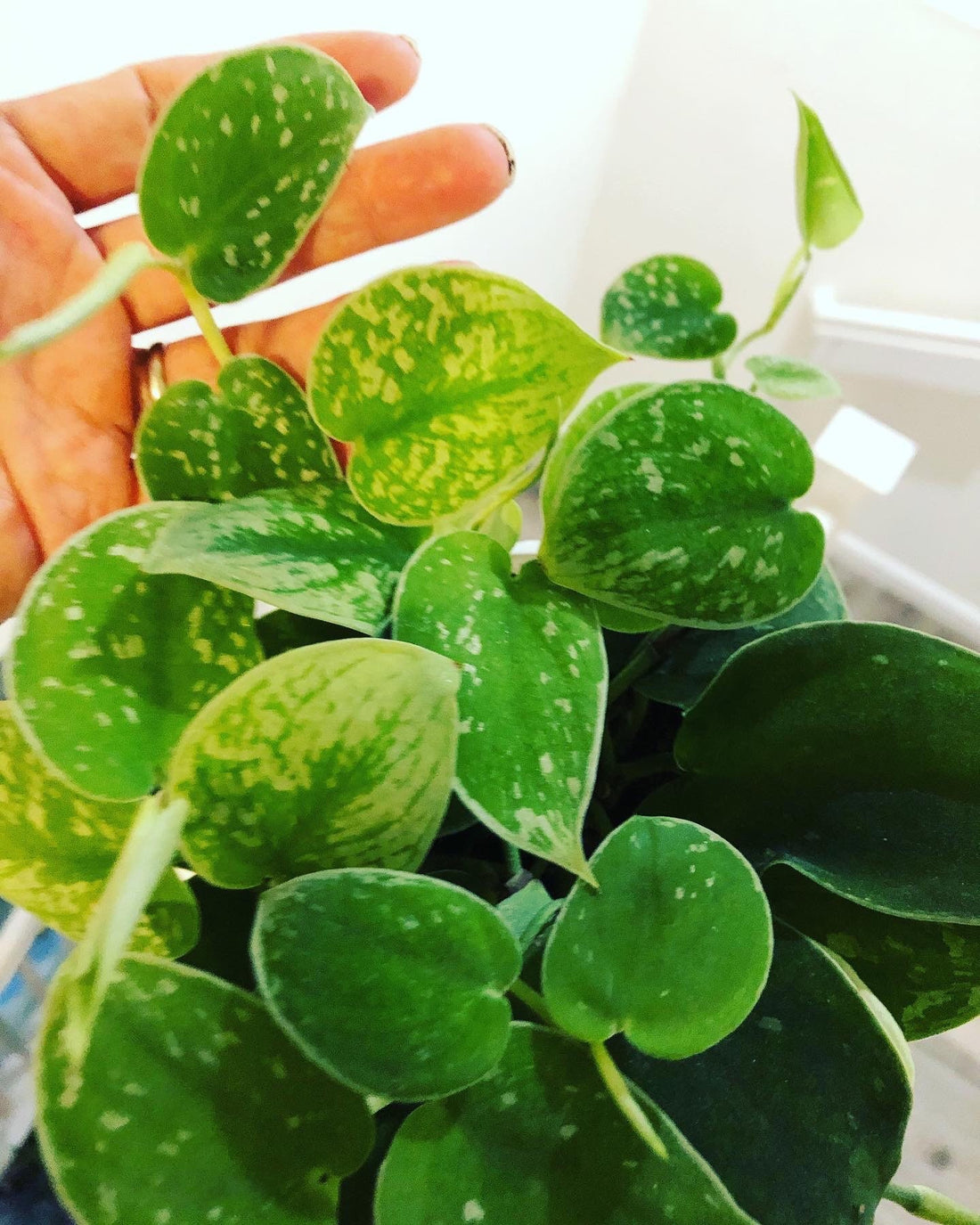 Large 4 inch pot -Pothos silver Anne-Scindapsus pictus ‘Silvery Ann’