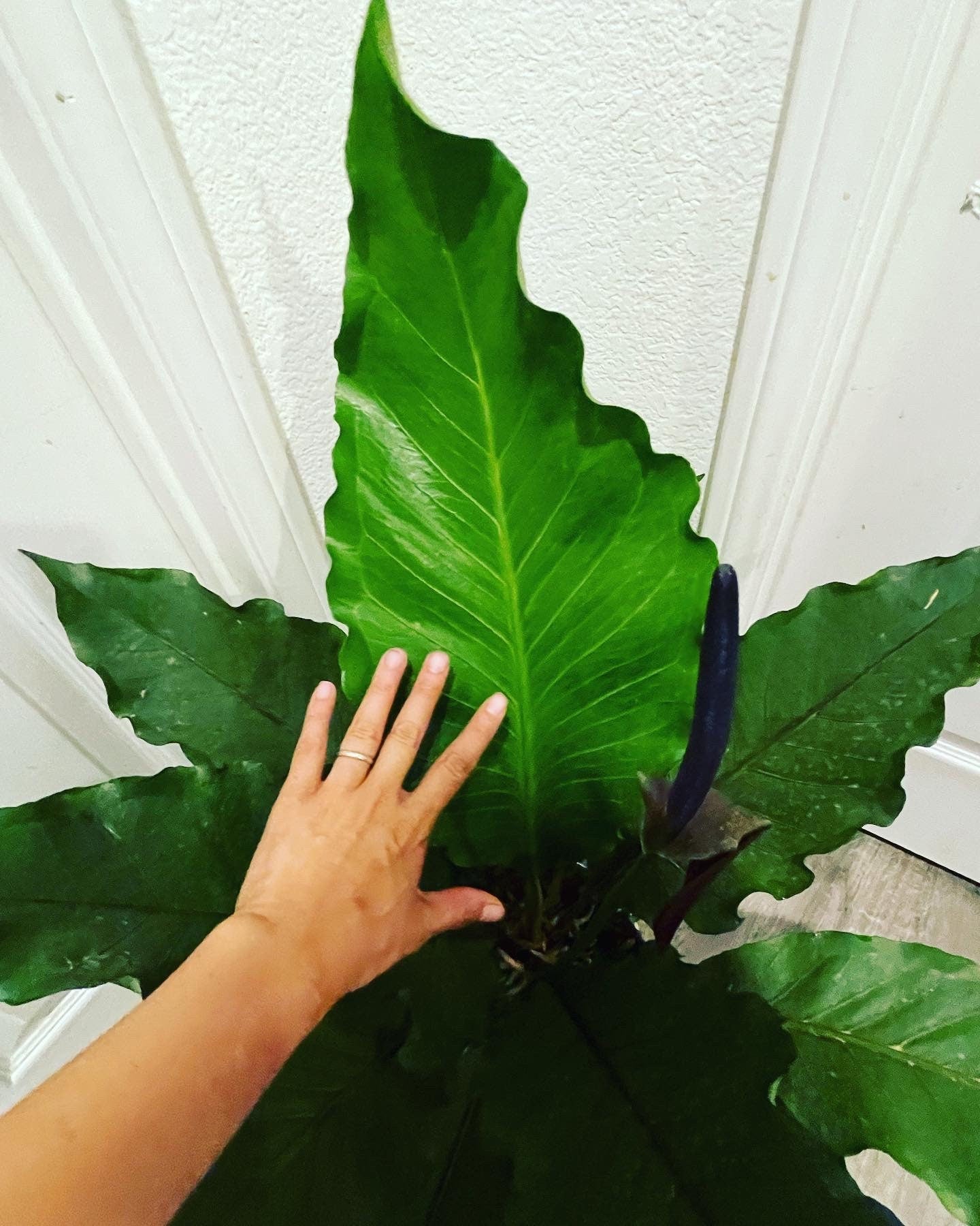 Extra Large 1-2 ft wide and 1-2 ft tall Anthurium Big Red Bird-Exoctic -Hard to Find-Rare Anthurium-similar not exact