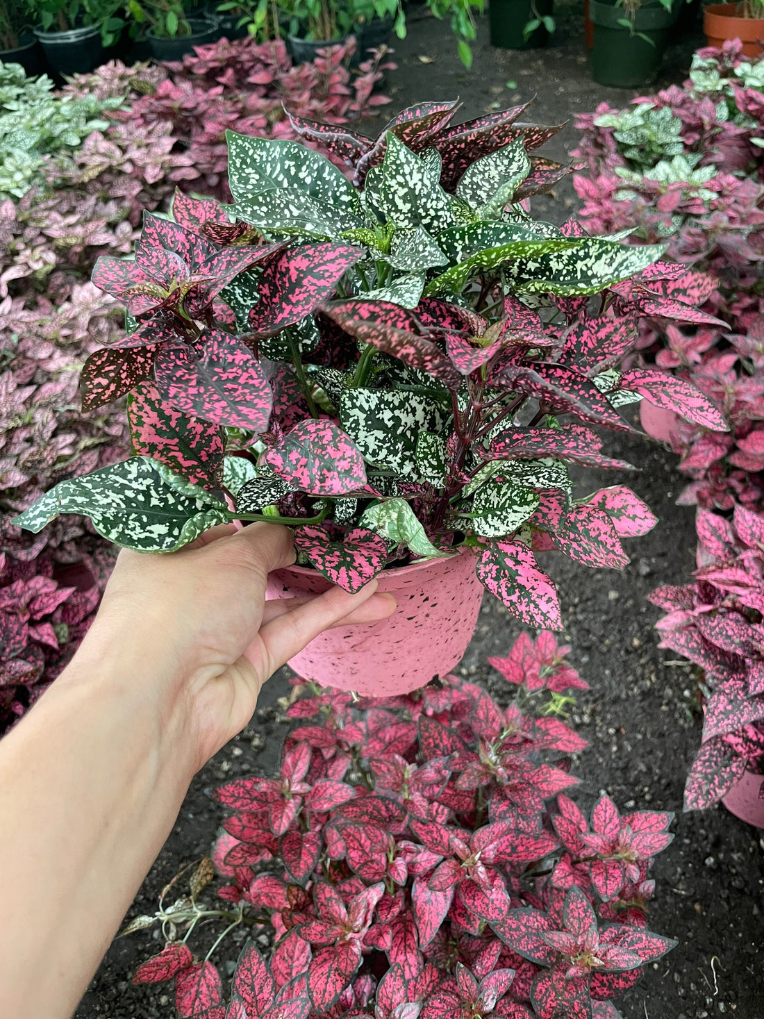 XL in 6 inch pot-polka dot plant live potted plant in growers pot- combo mixed color -similar to photo not exact-Hypoestes phyllostachya