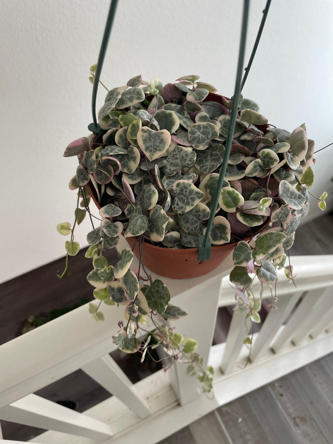 6 inch potted live plant-variegated string of hearts- similar to photo not exact